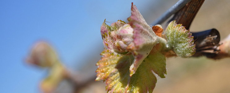 Domaine de Matilat