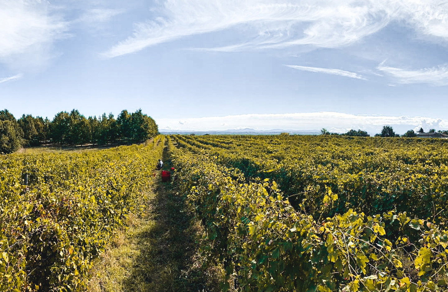 Azienda Vitivinicola Chielisò