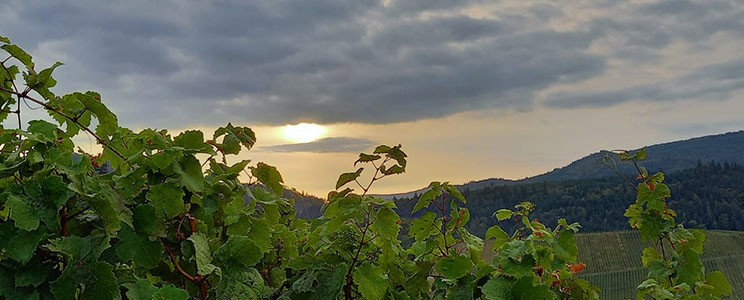 Maier Bio Weingut 