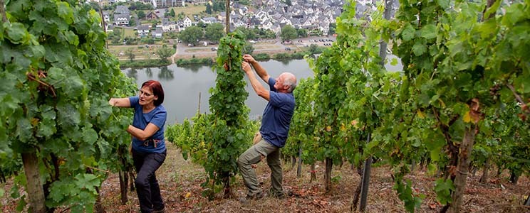 Bioweingut Frank Brohl
