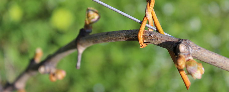 Saccomani Vini