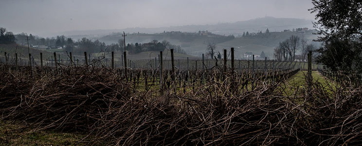 Le Vigne di Alice