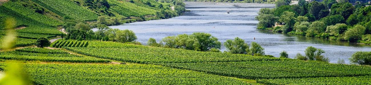 Weinberge am Fluss