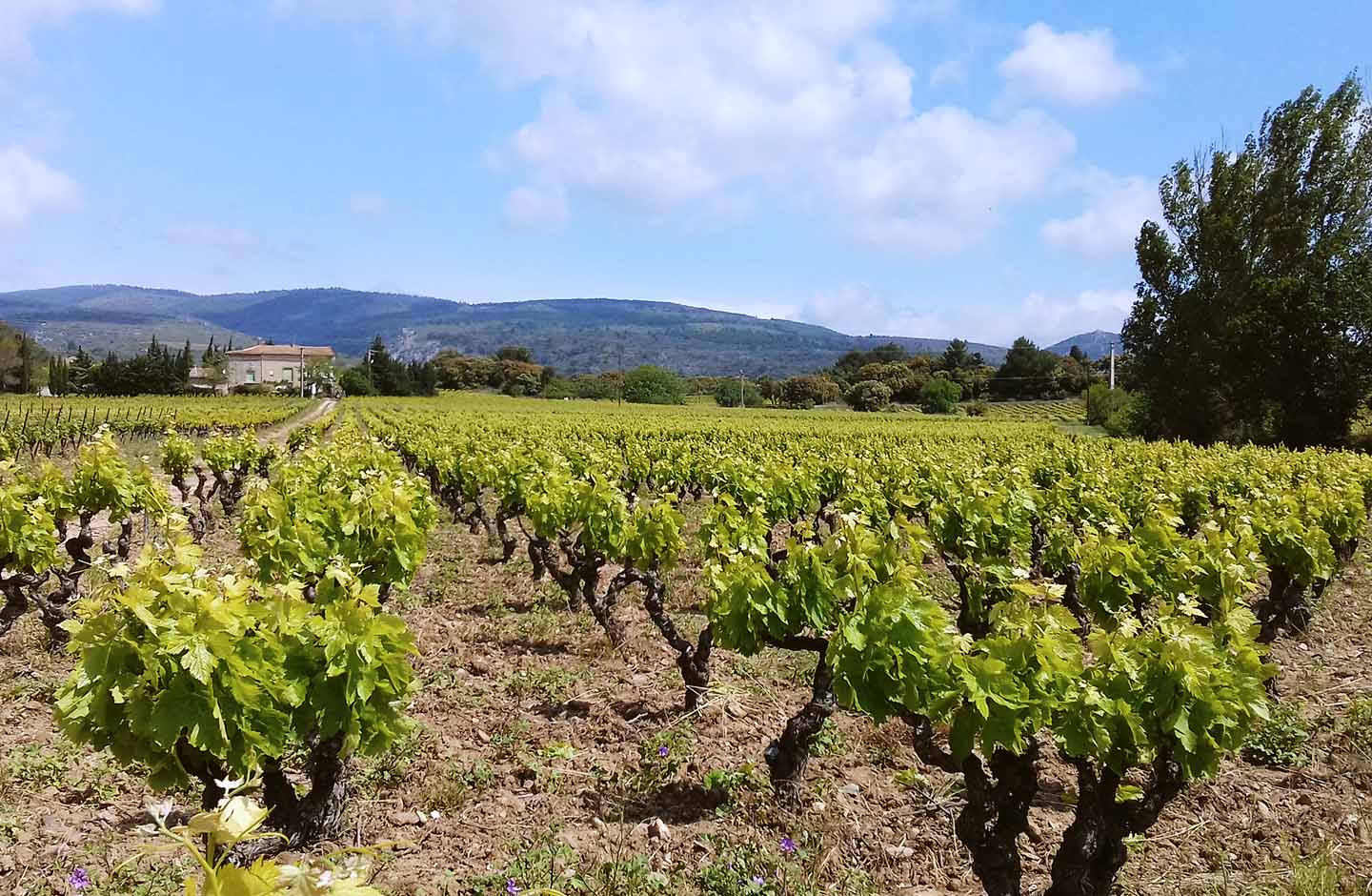 Domaine Ampelous