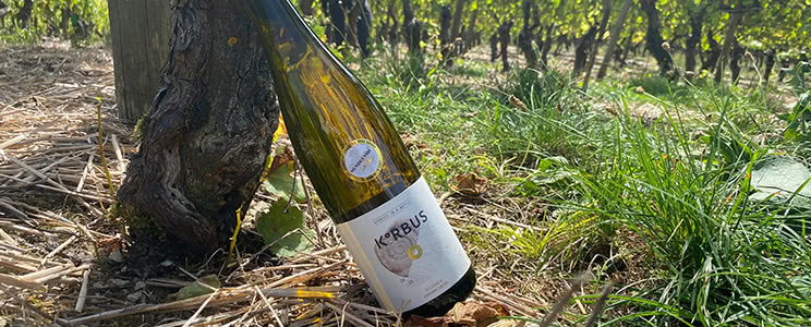 Korbus Wine