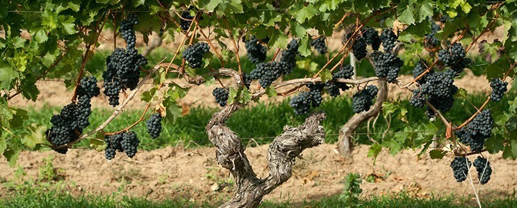 Weingut Uli Metzger