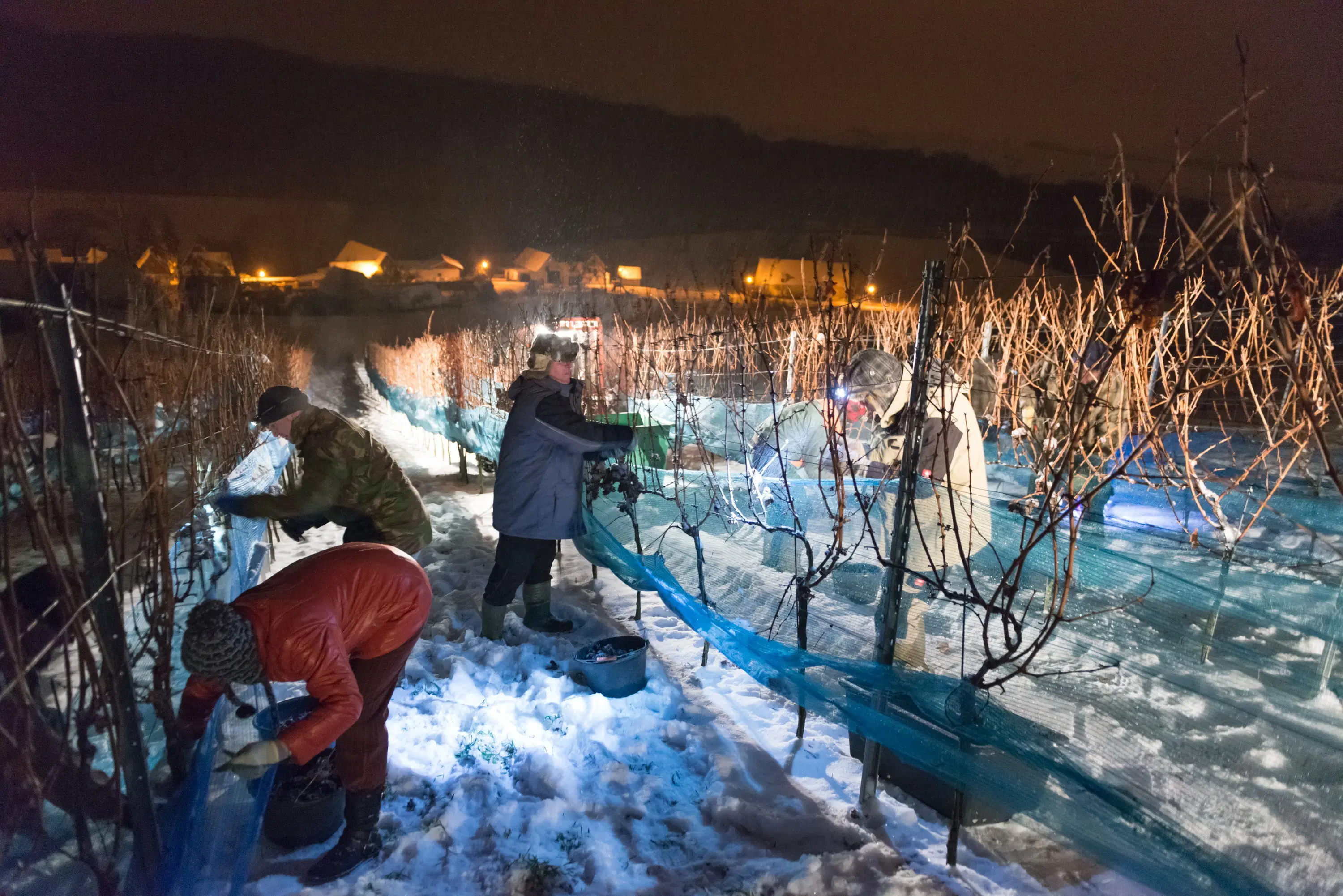 Weinberg Eis im Winter bei Nacht