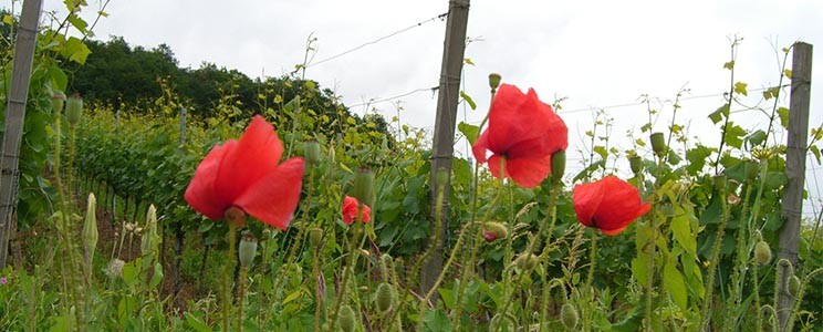 H. Steinle