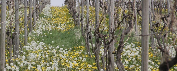 Schloßgartenhof
