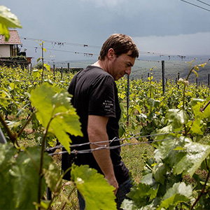 Weingut schiefer.pur
