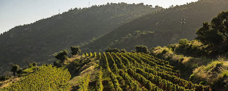 Guzman Tenuta Moreri