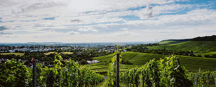Oekologisches Weingut Schaefer-Heinrich