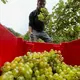 Wein von Rothmund