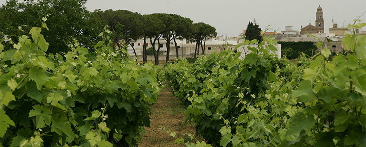 Terre di Campo Sasso
