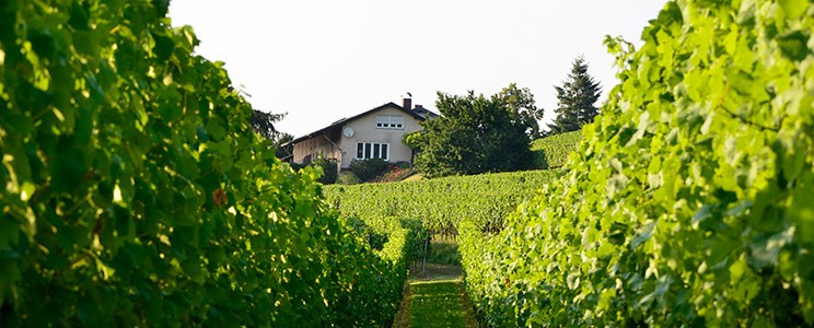 Teutsch