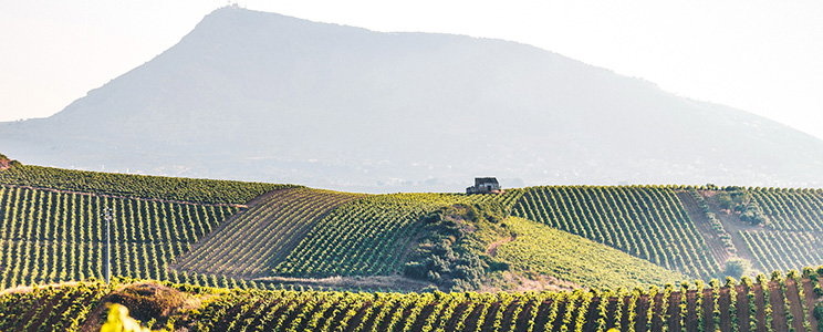 Terre da Vino