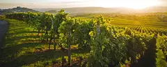 weinberg-platzhalter-1_1