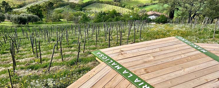 Fattoria La Maliosa