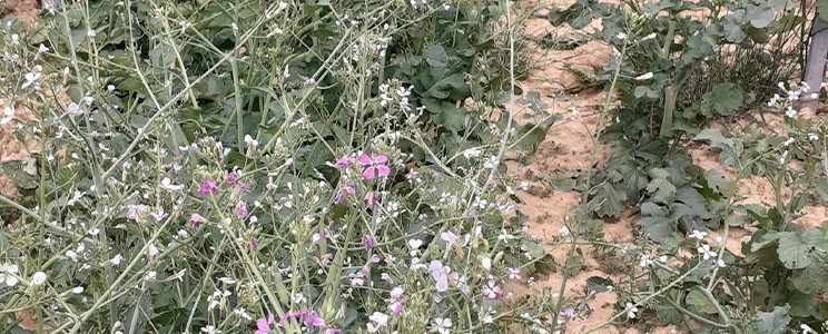 Ca' di Cairè