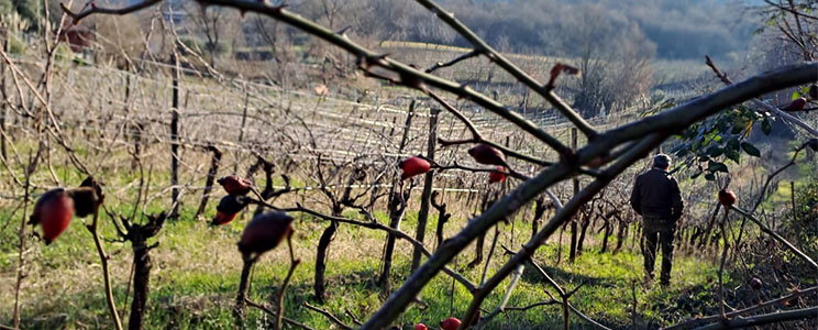 Azienda Agricola Pezzalunga
