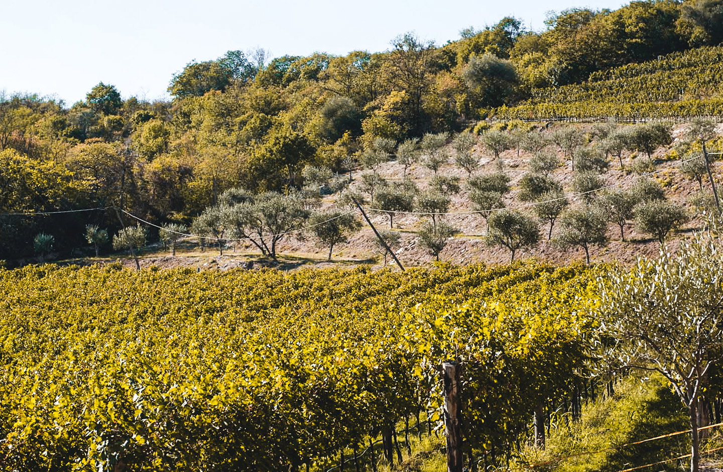 Il Mottolo