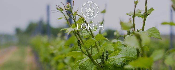 Thomas Lorch