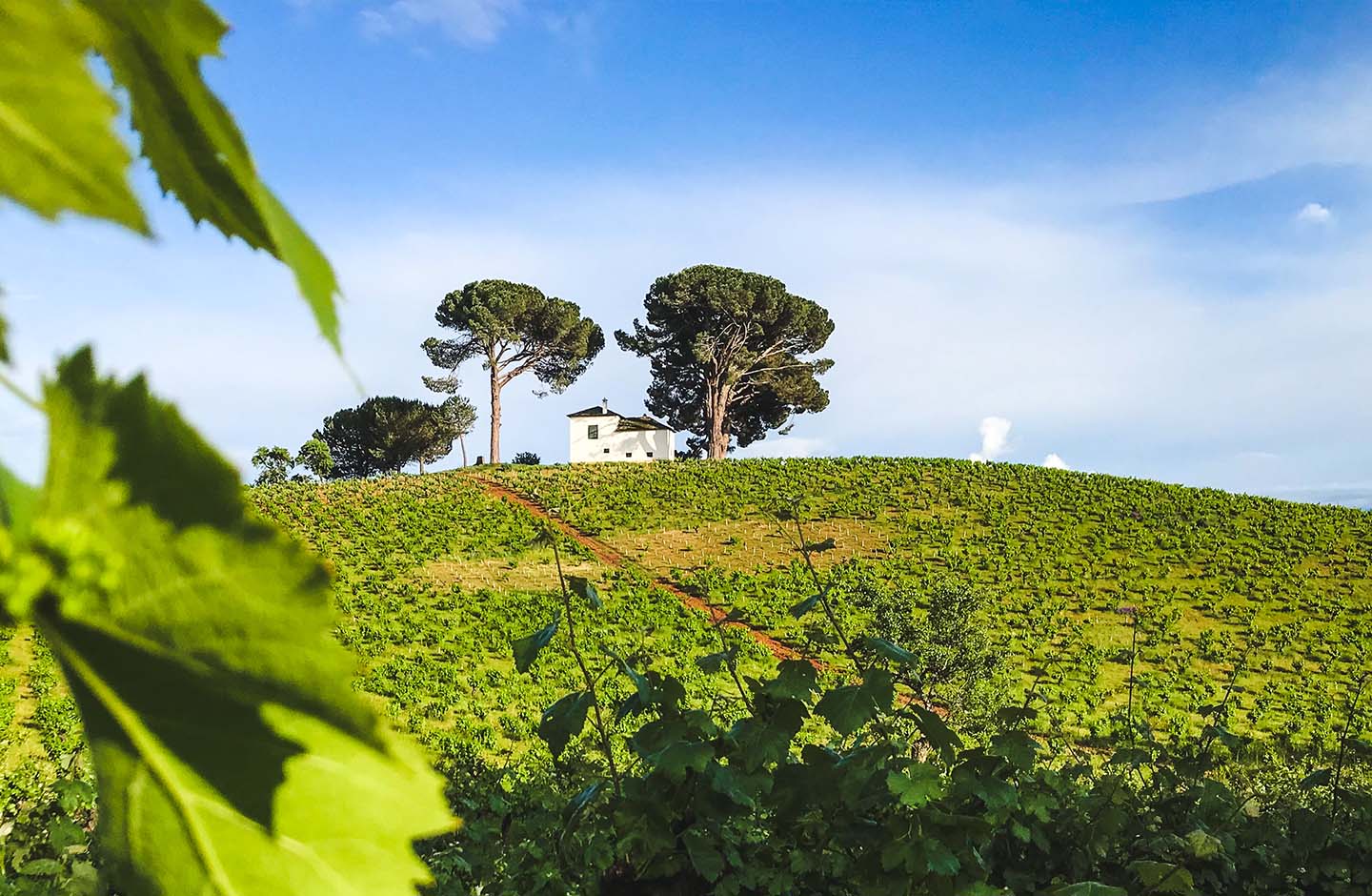Cantariña Vinos