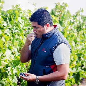Bodegas Agronavarra