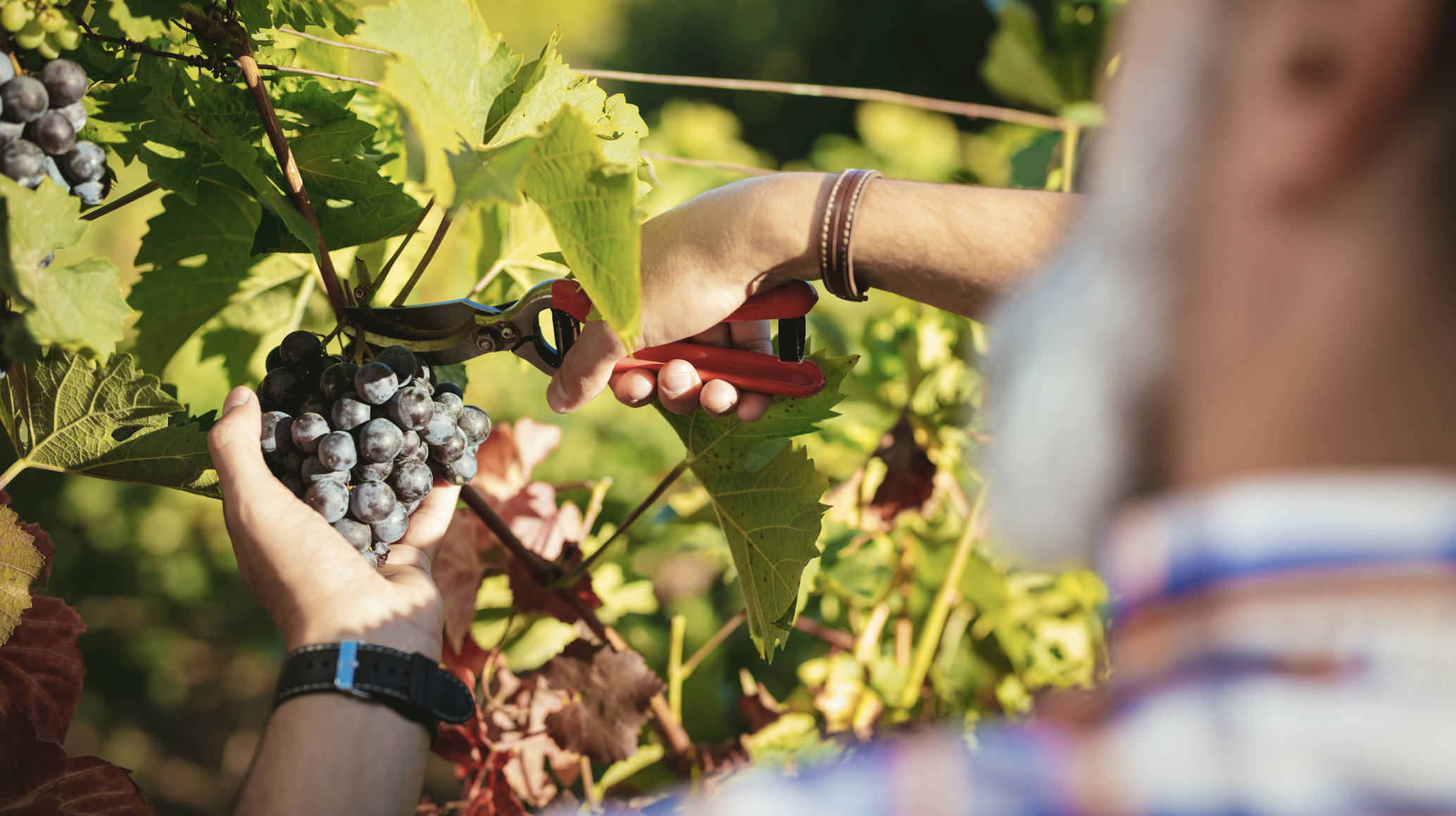 cutting-grape-harvest