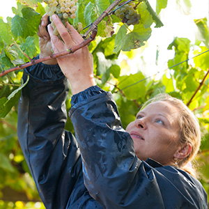 Bodegas Fillaboa