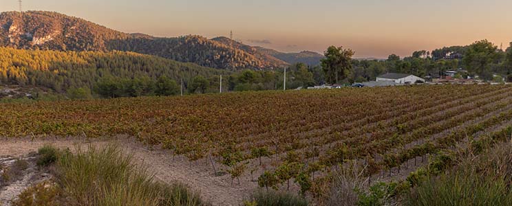 Lectores Vini