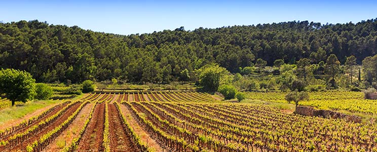 Domaine la Rose Trémière