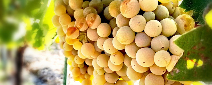 Podere 29