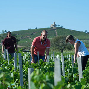 Cave de Fleurie