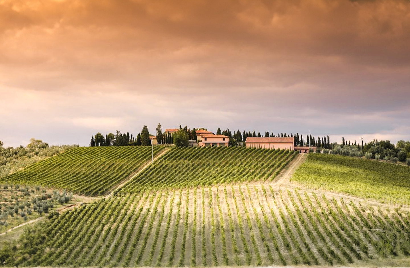 Fattoria L'Arco