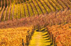 vineyard with orange and yellow leaves 