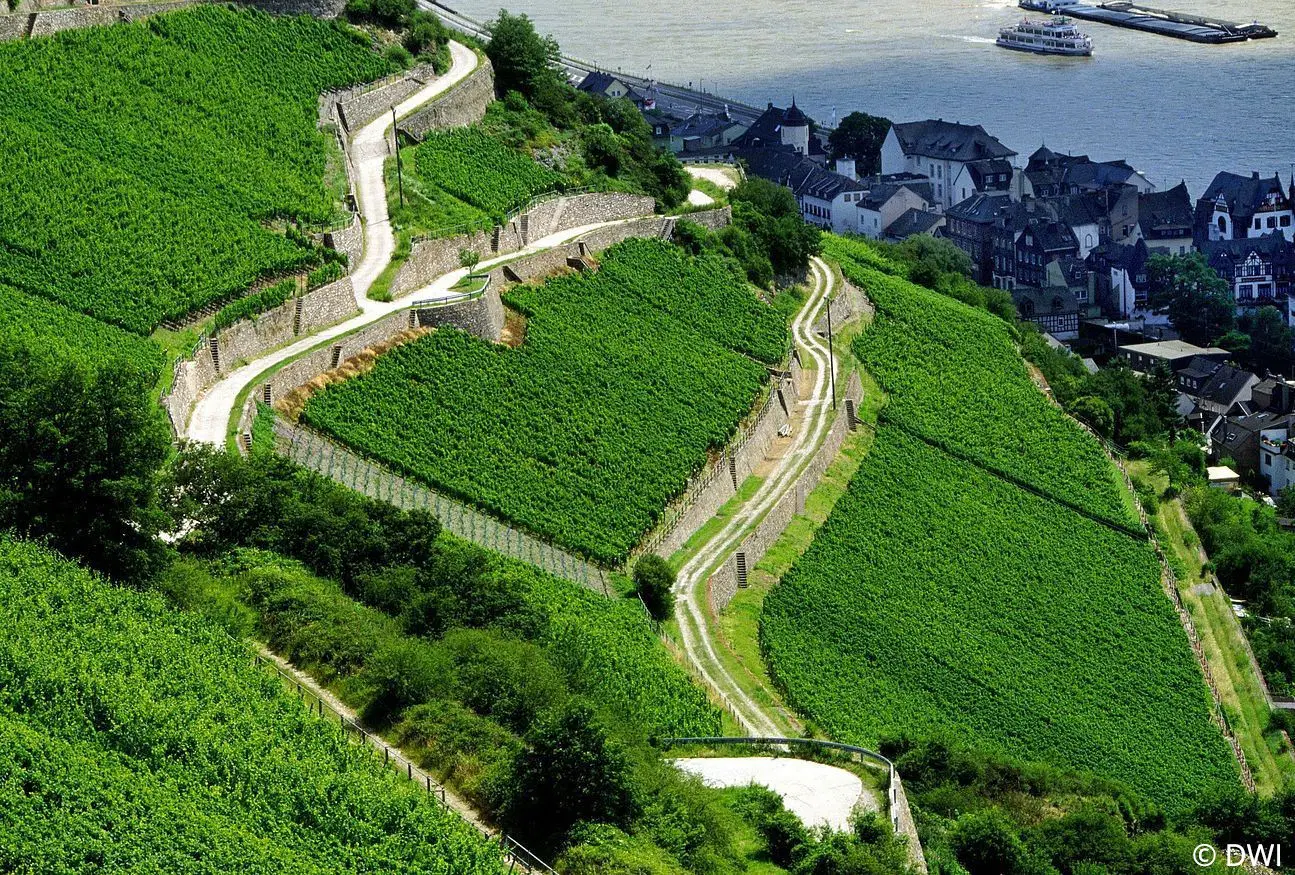 Ausblick auf ein Weinberg aus erhöhter Perspektive
