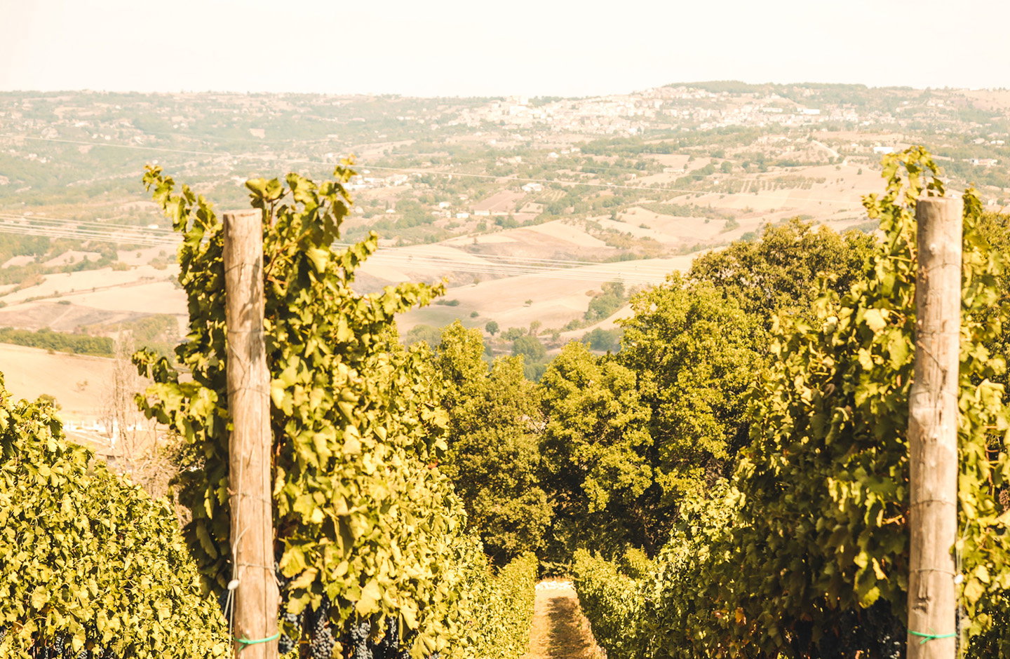 Montemajor