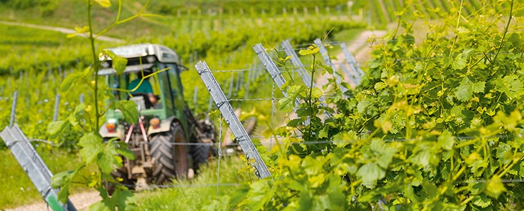 Winzergenossenschaft Jechtingen-Amoltern