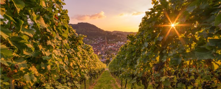 Winzerkeller Hex vom Dasenstein