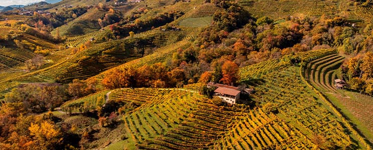 Winewas