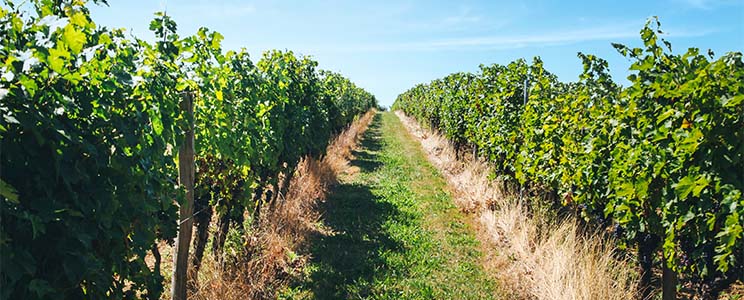 Producta Vignoble