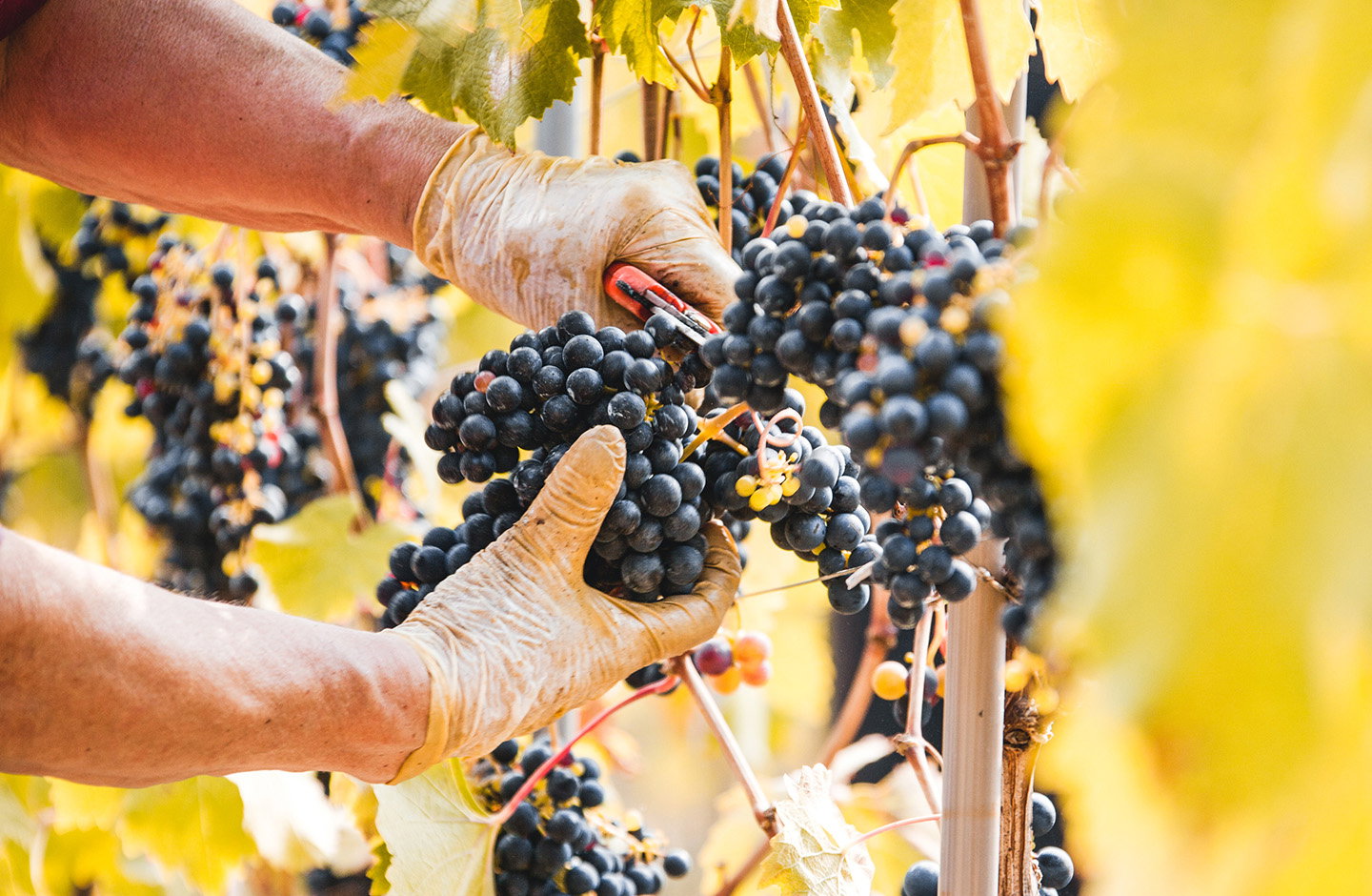 Risveglio Agricolo