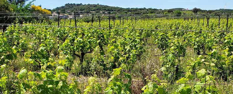 Domaine Belles Pierres