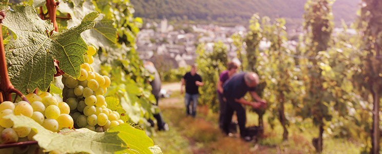 Weinhaus Markus Kiebel