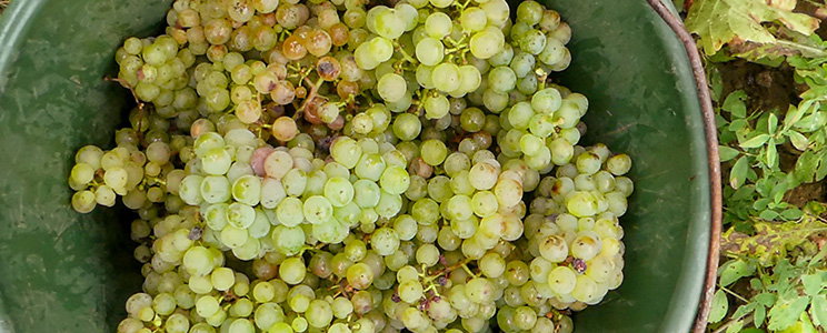 Weinmanufaktur Felix-Wein