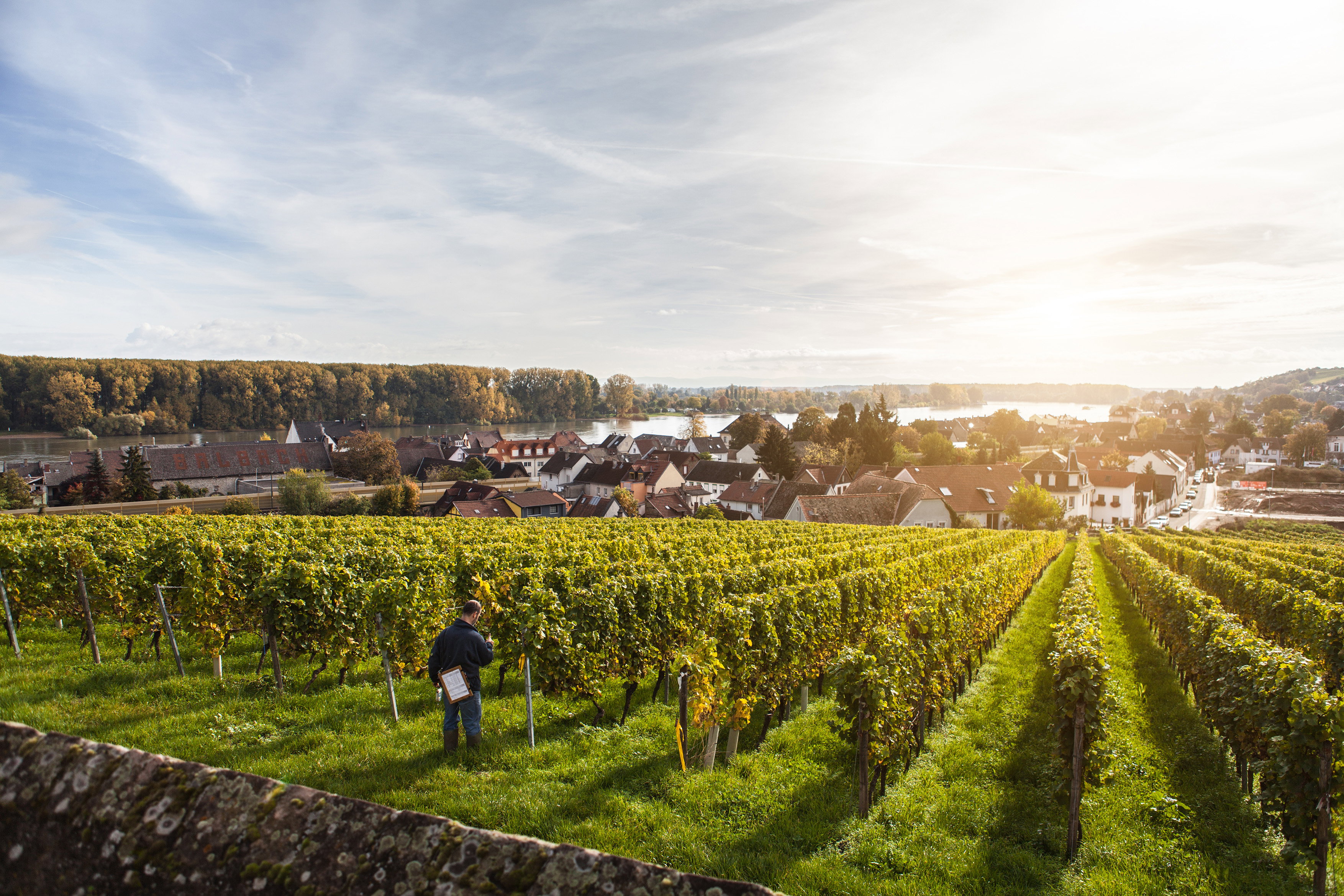 Rheinhessen Winzer