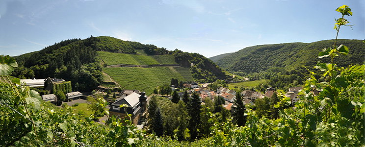 Dagernova Weinmanufaktur