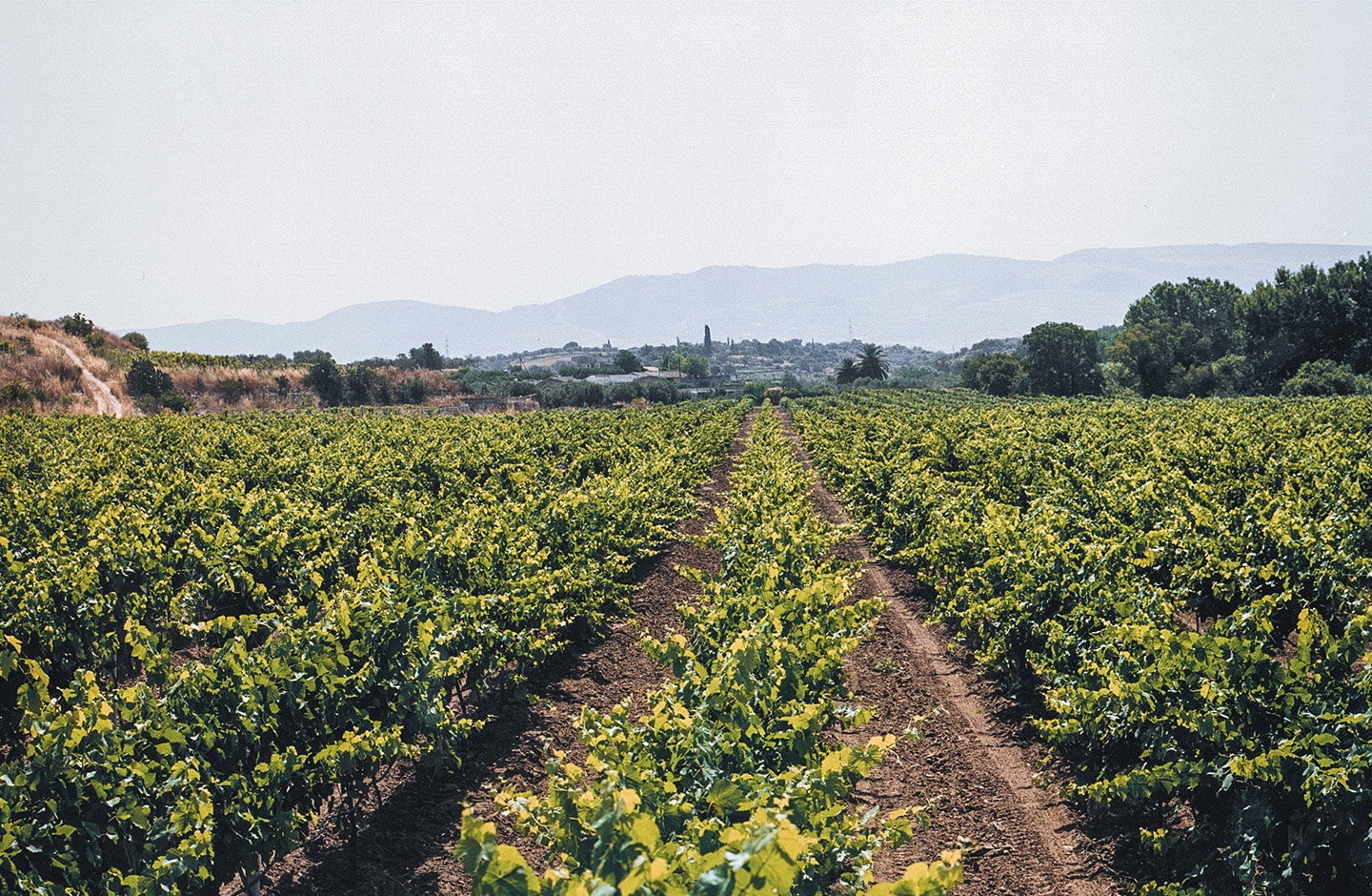 Poggio di Bortolone