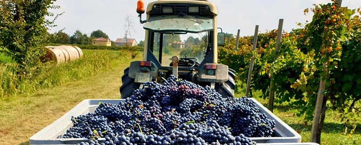 Podere Francesco